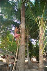 Villageois-Grimpant sur le palmier pour récolter le sucre - Cambodge